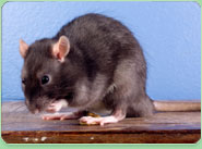 rat control Hereford